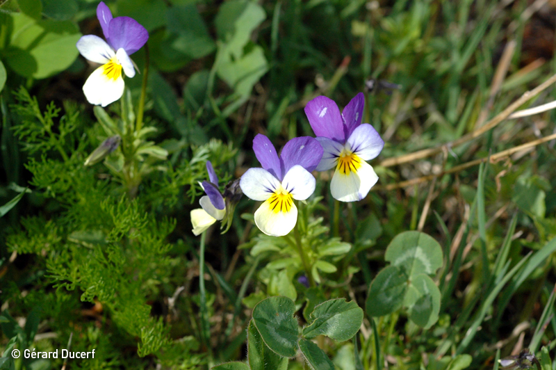 Phytothérapie Pensée sauvage - Extrait de plantes fraîches bio Herbiolys